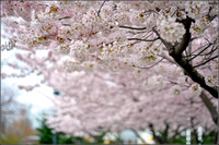 Veterans Memorial Park Cherry blossom 2021