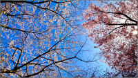 Branch Brook Park Cherry blossom 2021