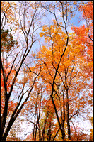 DSC_1627_1.jpg