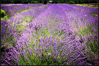 Carousel lavender farm PA