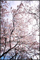 Branch brook park cherry blossom 2017