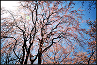 Branch brook park cherry blossom 2018