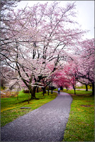 Branch brook park cherry blossom 2019