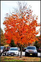 DSC_1581_1.jpg