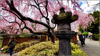 Brooklyn Botanic Garden Cherry blossom 2022