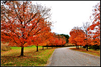 DSC_1595_1.jpg
